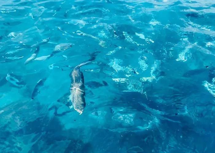 Daire Tuffo Nel Blu Capitana, Vacation Ever *