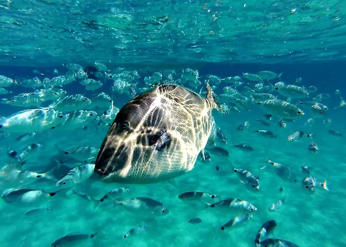 Tuffo Nel Blu Capitana, Vacation Ever Daire Capitana
